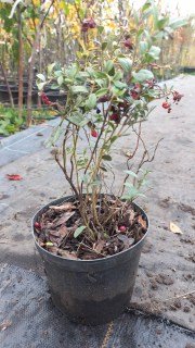 IMG-e399b4d8caab48b45e3a96b3cae61147-V