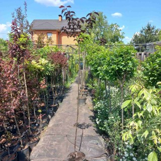 Сакура дрібнопильчаста Роял Бургунді (Royal Burgundy) (на штамбі)