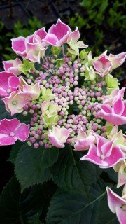 IMG-e62677022451e510fa31d36ea3ab8573-V