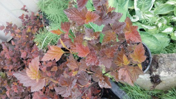 Реальне фото саджанця Здеховіце, контейнер 2л