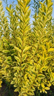 IMG-e956fc07b0b06205e7ae11b9af3d781e-V