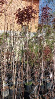 Реальні фото саджанців Клен Кримсон Сентрі