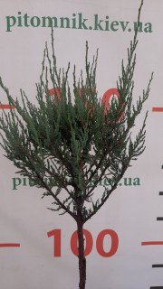 IMG-ece0919949e0ae77c73ecfc18ab5b3a3-V