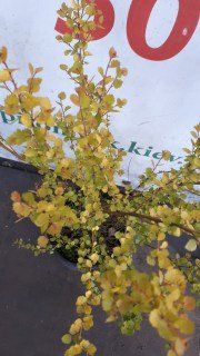 IMG-ece96be1d1ce7261fc522f7bd9f33efe-V