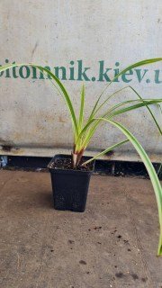 Реальне фото осоки в контейнері 0,5л.