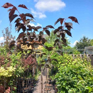 IMG-efead3257e7115b48562116a29e219ad-V