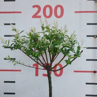 IMG-efed63ee70e9cb9f07c5532fc50cc74f-V