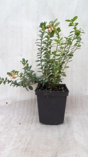 IMG-f0753f4ba0540881392382b3b1a64c38-V