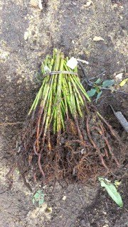 Ежевика Трипл Краун