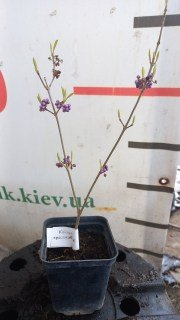 IMG-f1d18675d2fa8898943eb633bd3a47bd-V