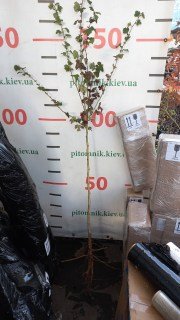 IMG-f304e2084776d102642d6d8ab724d8bb-V