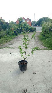 Вишня войлочная сорт Лето