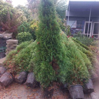 Реальні фото туй 150см, контейнер 10л.