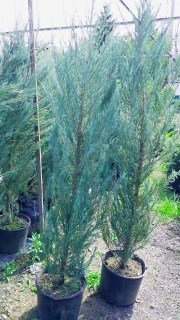 IMG-f4bf394e51885685194ea092627c1cea-V