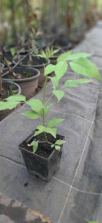 Эводия Даниэля, Медовое дерево. Саженцы 20.см. Контейнер