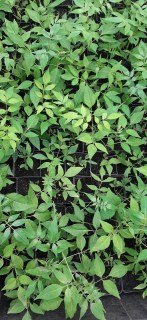 Эводия Даниэля, Медовое дерево. Саженцы 20.см. Контейнер