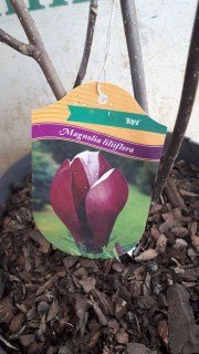 Реальне фото саджанця магнолії 60см. у контейнері 