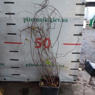 IMG-f69f446f0edae734d6bcd5a555908711-V