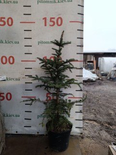 IMG-f7a25b46160561b2e31d9a0680e6ffb9-V