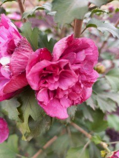 Гібіскус сирійський Маджента Шифон (Magenta Chiffon)