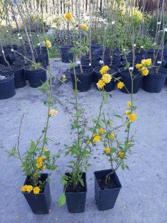 IMG-fa7b99d5a3548f54246d71e88ccc695a-V