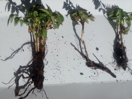 IMG-fb78f5942ca7c4f5d5e0f39456407e11-V