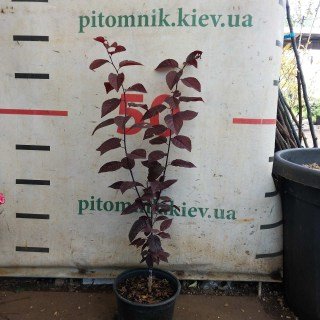 Реальне фото саджанця 60см, щеплена, контейнер