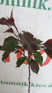 Реальне фото саджанця Роялті у контейнері, 100см