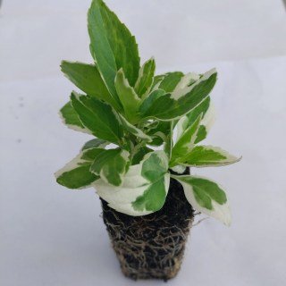 IMG-fd8436d94c09738e17c44e43ace98cd3-V