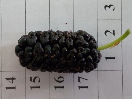 IMG-fdea4d3defd7b7a192124887cb1cf6da-V