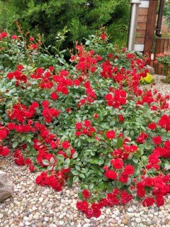 Троянда грунтопокривна Скарлет Мейландекор