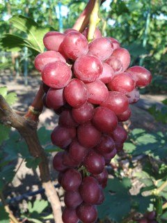 Виноград Строкатий (Пестрый)