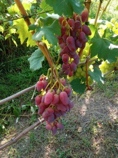 Виноград Дубовский розовый
