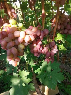 IMG_20240808_162824_949