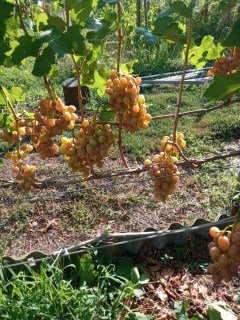 IMG_20240808_163011_773