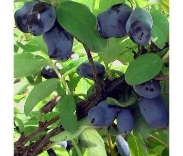 Жимолость їстівна Індіго Джем (Indigo Gem)