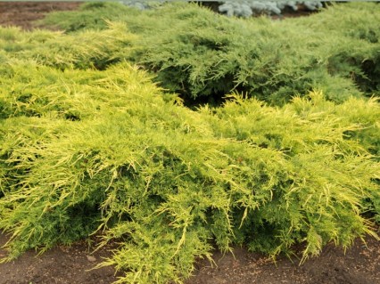 Juniperus-Pfitzeriana-Old-Gold-02