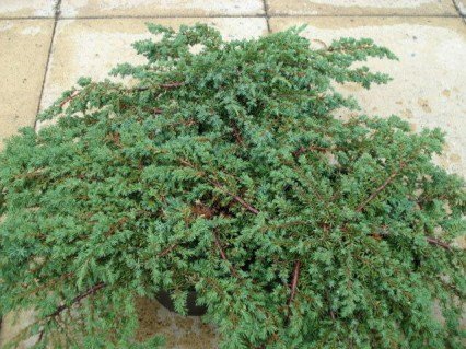 Ялівець горизонтальний Прострата (Juniperus Prostrata)