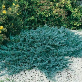 Ялівець горизонтальний Блю Чіп (Juniperus horizontalis Blue Chip)