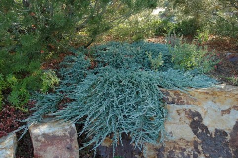 Juniperus_horizontalis_Blue_Chip_02