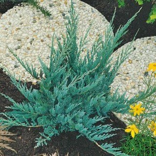 Juniperus_horizontalis_Blue_Chip_04