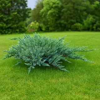 Ялівець горизонтальний Блю Чіп (Juniperus horizontalis Blue Chip)