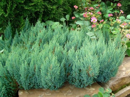 Juniperus_horizontalis_Blue_Forest_04