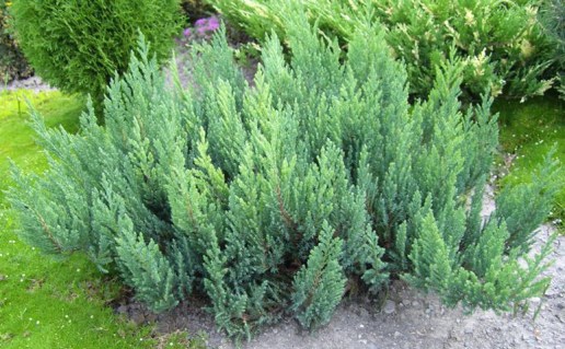 Juniperus_horizontalis_Blue_Forest_05