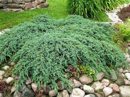 Ялівець лускатий Блю Карпет (Blue Carpet)