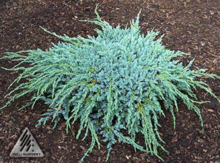 Juniperus_squamata_Blue_Carpet_02