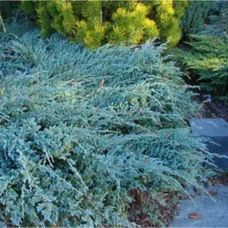 Juniperus_squamata_Blue_Carpet_03