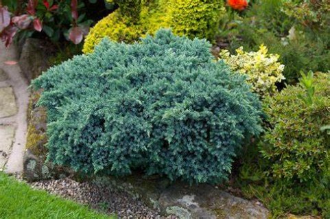 Juniperus_squamata_Blue_Star_01