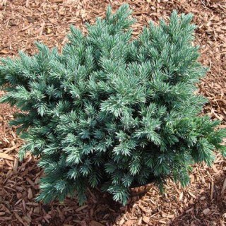 Juniperus_squamata_Blue_Star_02