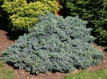 Juniperus_squamata_Blue_Star_05